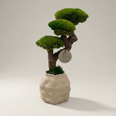 Bonsai Kumori 35 cm.  — Muschio Stabilizzato