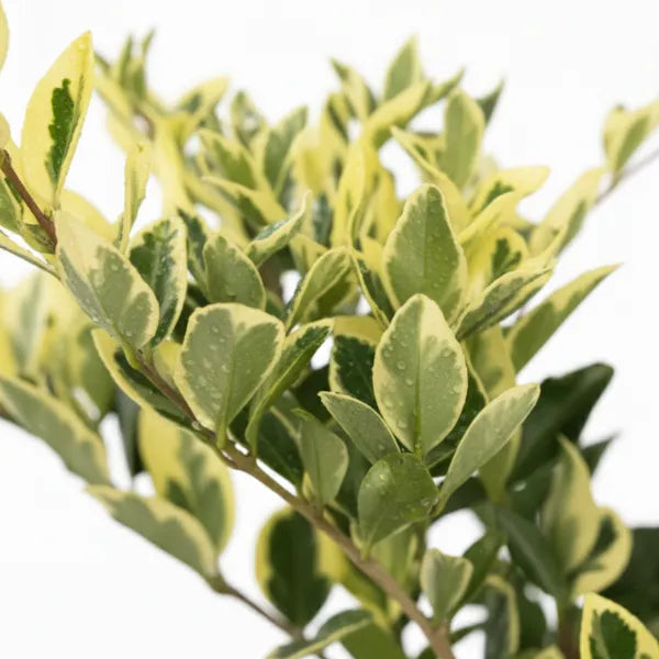 Ligustrum Texanum Variegato - dettaglio ravvicinato di foglie variegate verdi e gialle con rami sottili