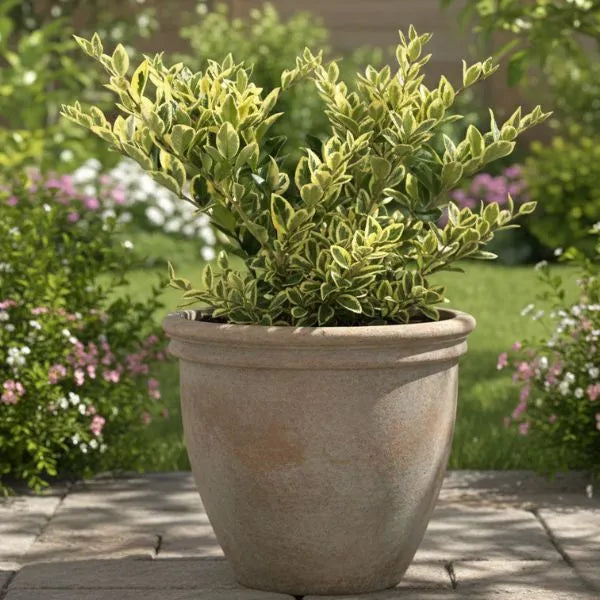Ligustrum Texanum Variegato - pianta in vaso decorativo su pavimentazione esterna in un giardino