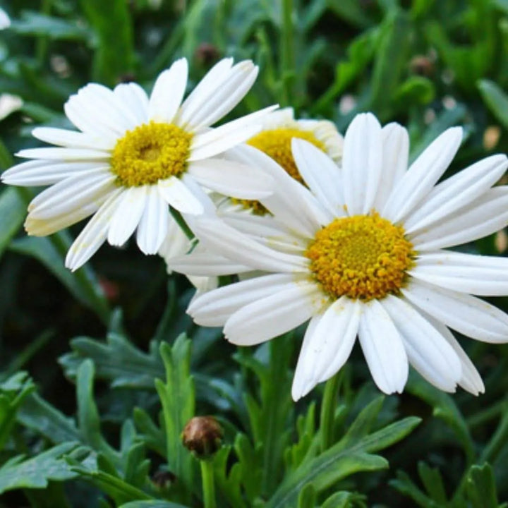 Fiori di margherita - primo piano di un fiore di margherita bianca con centro giallo