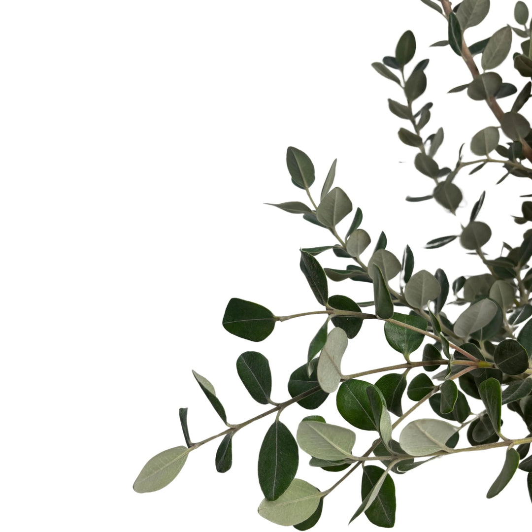 Metrosideros Excelsa foglie - dettaglio del fogliame verde brillante e denso