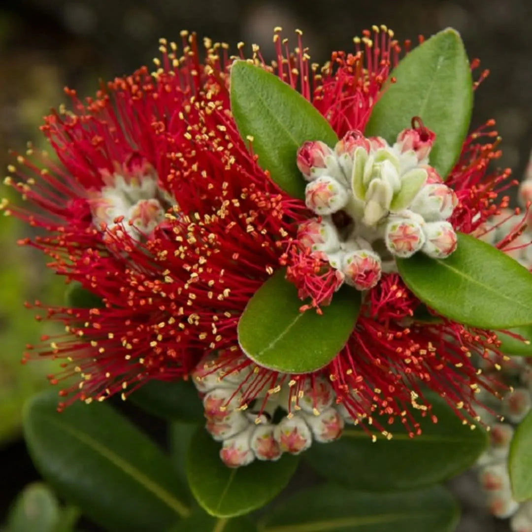 Metrosideros Excelsa fiori rossi - primo piano della fioritura a pennacchio esotico