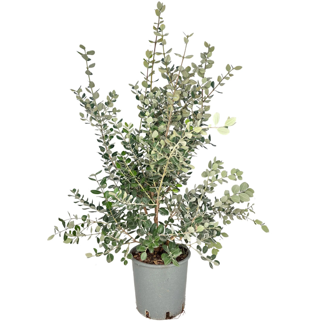 Metrosideros Excelsa - pianta ornamentale con fiori rossi in vaso da 24 cm
