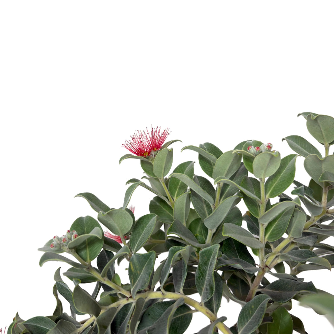 Metrosideros Thomasii - Dettaglio ravvicinato dei fiori rossi a pennacchio e delle foglie verdi