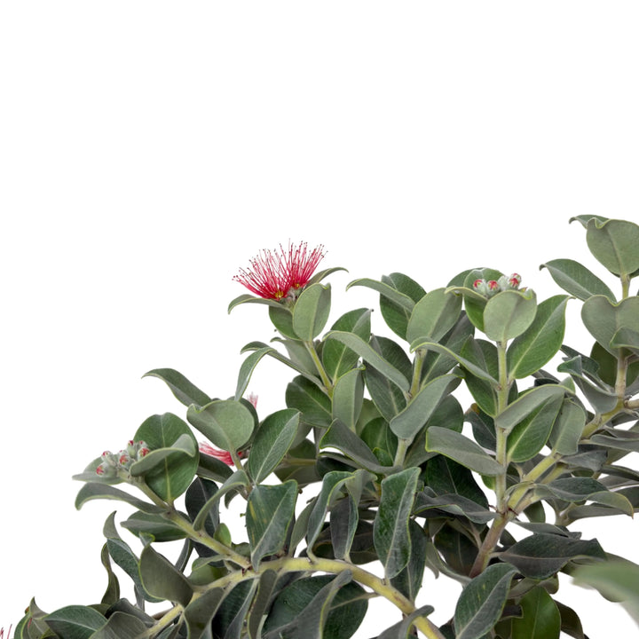 Metrosideros Thomasii - Dettaglio ravvicinato dei fiori rossi a pennacchio e delle foglie verdi