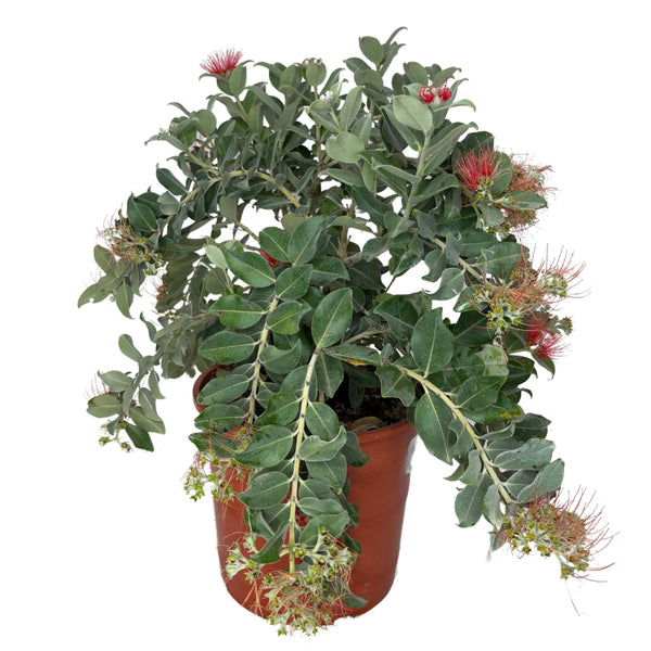 Metrosideros Thomasii D. 24 H. 50 CM