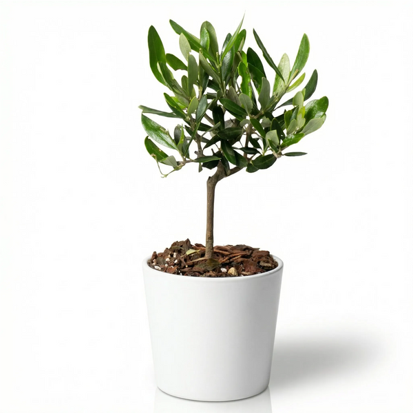Mini Olive Bonsai in White Ceramic Pot