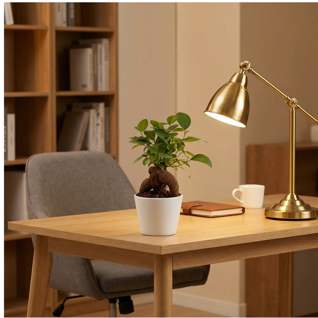 Bonsai Ficus Ginseng Mini su scrivania con luce naturale, pianta da interno facile da curare
