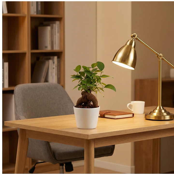 Bonsai Ficus Ginseng Mini su scrivania con luce naturale, pianta da interno facile da curare