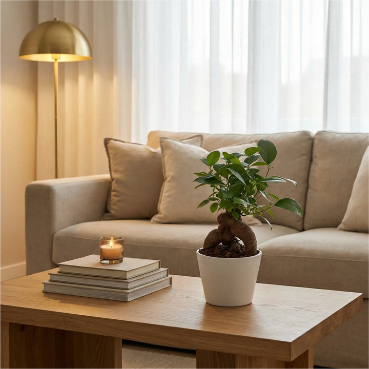Bonsai Ficus Ginseng Mini come complemento d'arredo in salotto, regalo green Made in Italy