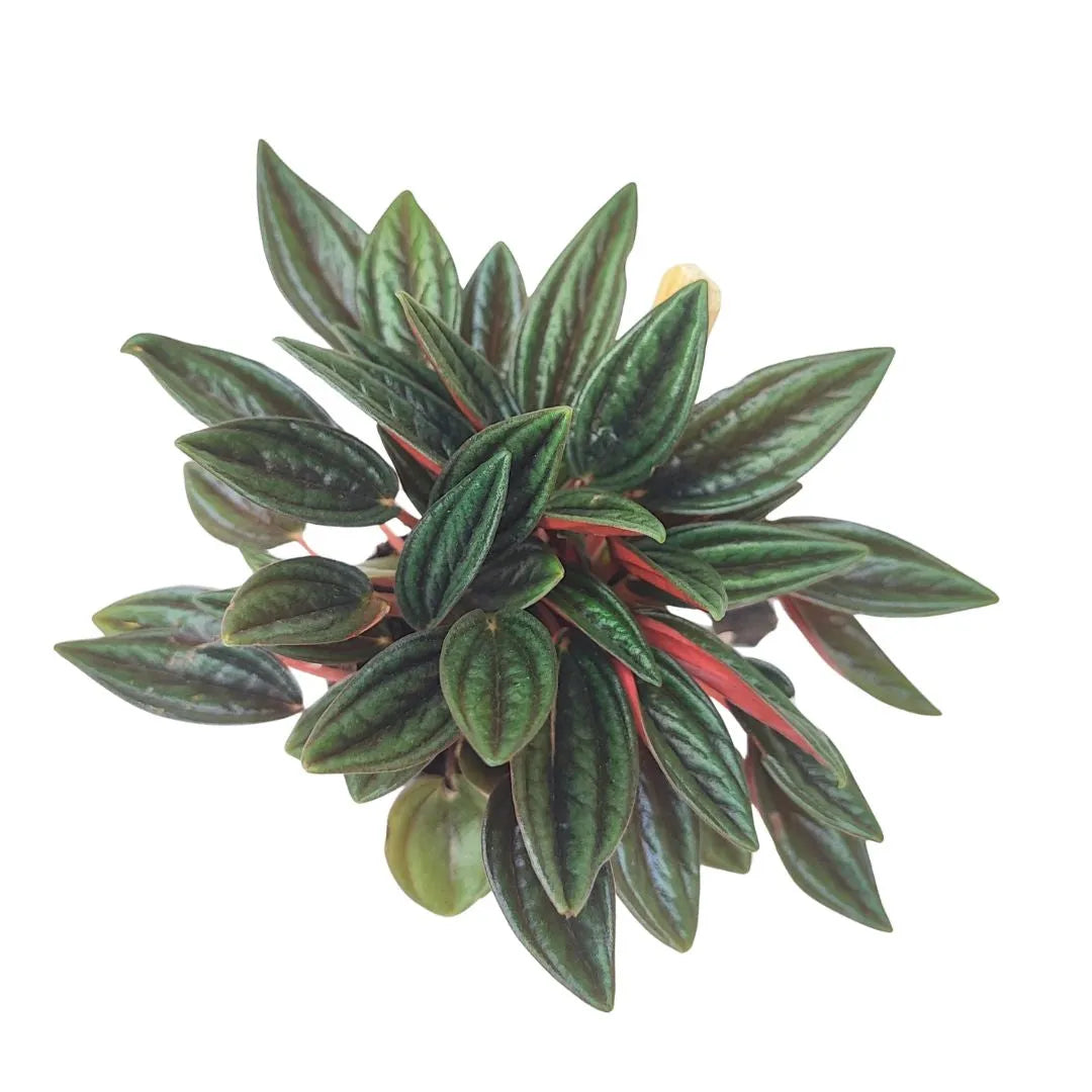 Mini Peperomia - Vista dall'alto di una peperomia con foglie ovali, lucide e carnose, verde scuro con venature marcate e sfumature bordeaux.