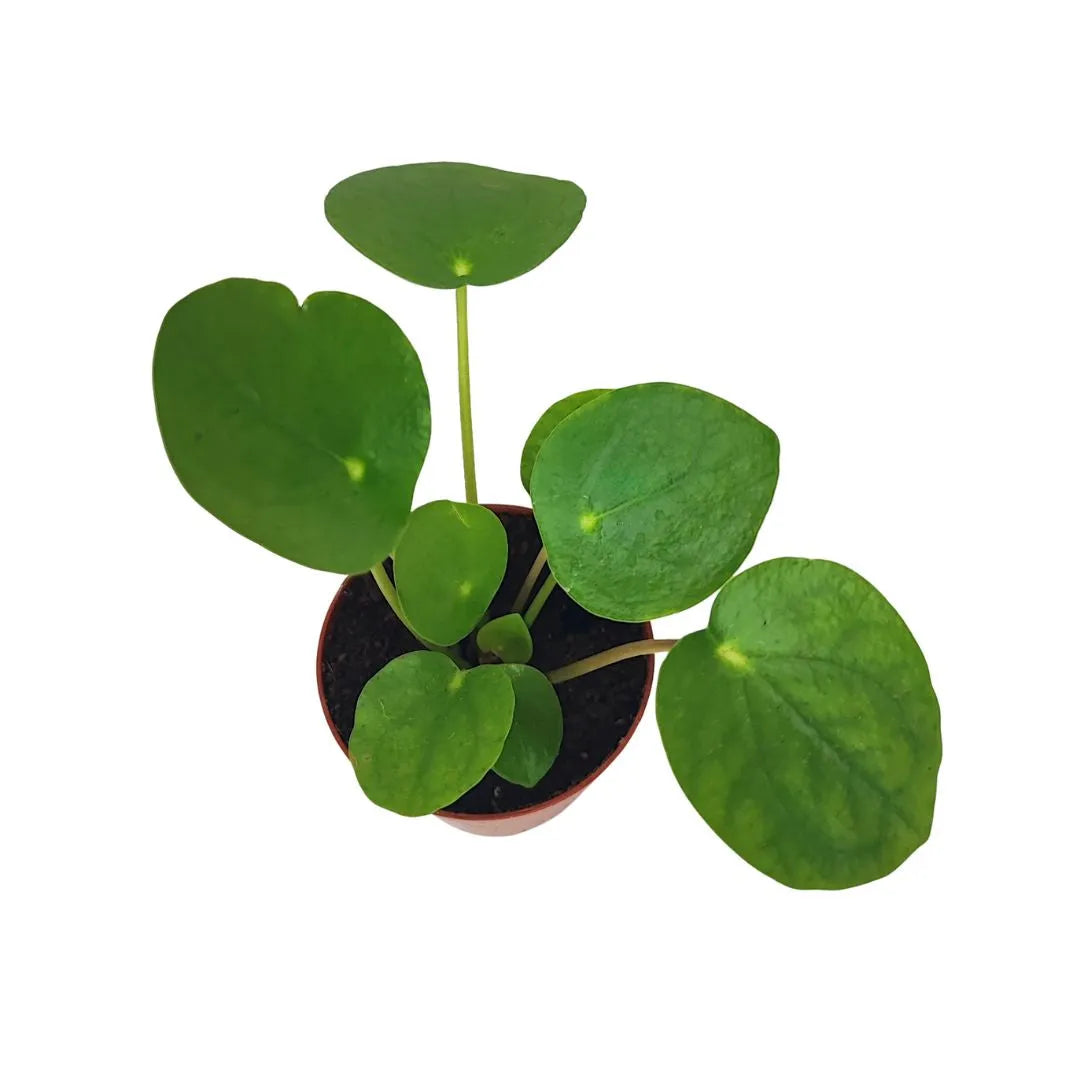 Mini Pilea Peperomioides - giovane pianta in vaso marrone con steli verticali e foglie verdi su sfondo bianco