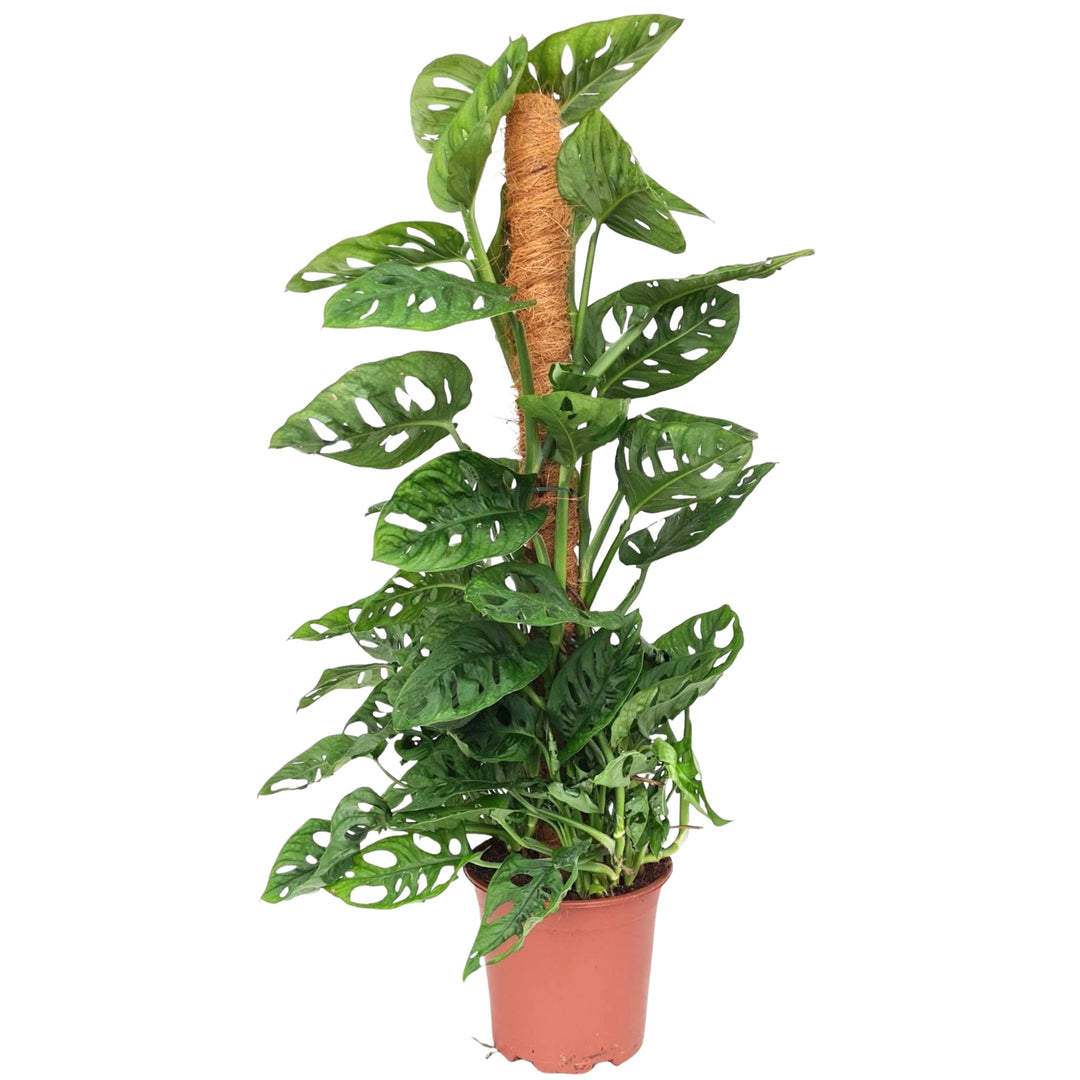 Monstera Obliqua Monkey Mask - pianta rampicante con tutore in fibra di cocco