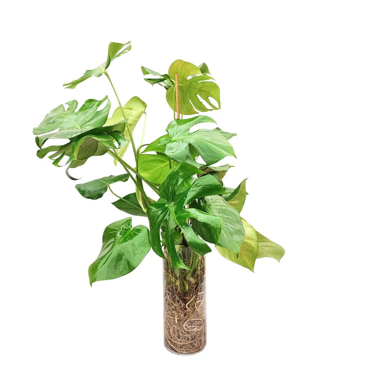 Monstera Deliciosa in acqua - pianta con foglie lucide e radici visibili nel vaso di vetro
