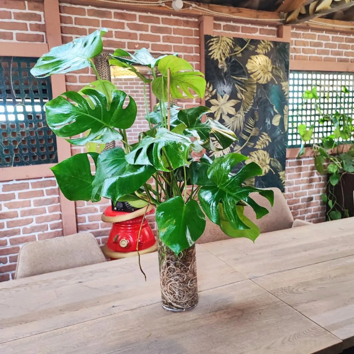 Monstera Deliciosa - pianta con foglie verdi in vaso trasparente su tavolo in legno, radici in acqua