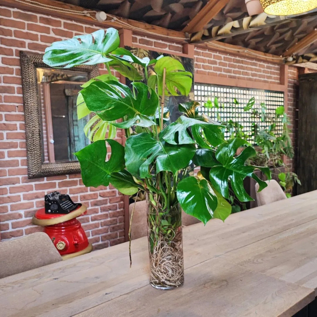 Monstera Deliciosa in idrocultura - pianta su tavolo in ambiente arredato con mattoni a vista