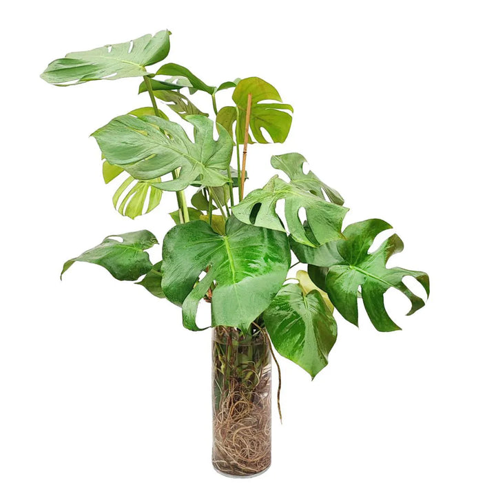 Monstera Deliciosa in idrocultura - pianta rigogliosa in vaso di vetro con radici e foglie verdi frastagliate