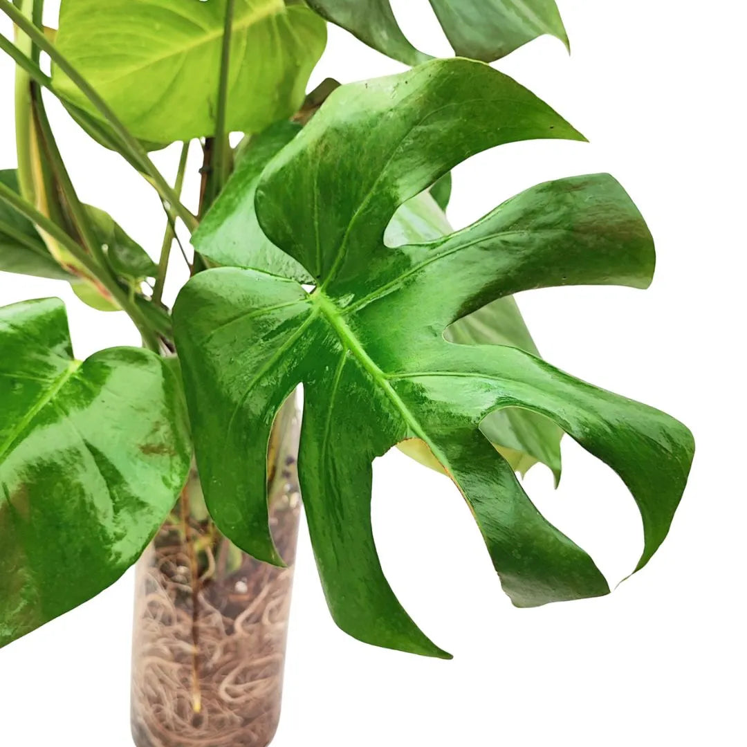 Monstera Deliciosa - primo piano di una foglia verde lucida con profonde incisioni