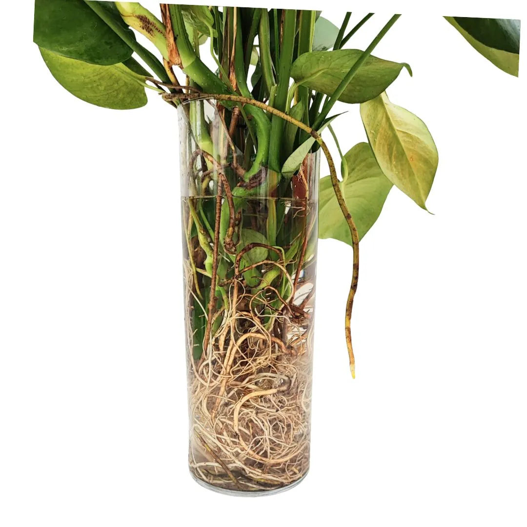 Monstera Deliciosa in idrocultura - dettaglio del vaso trasparente con radici fitte