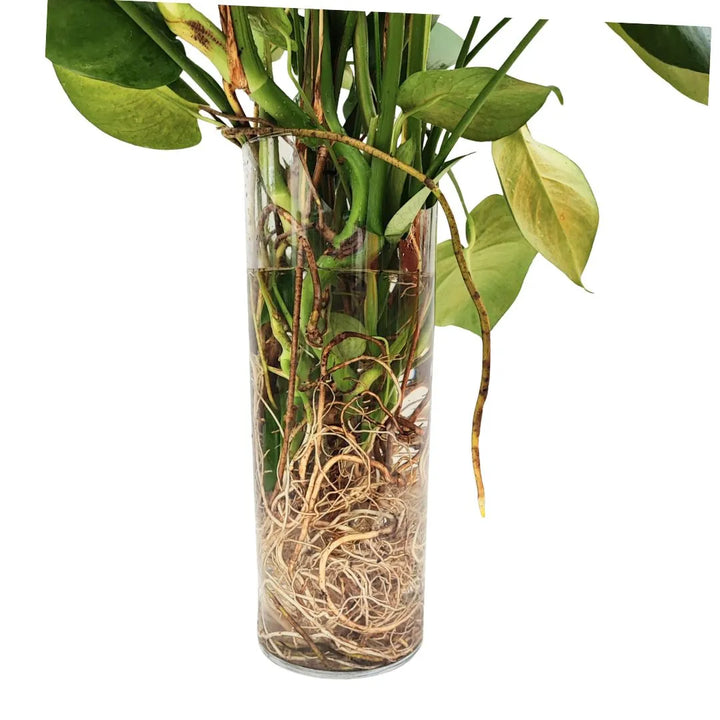 Monstera Deliciosa in idrocultura - dettaglio del vaso trasparente con radici fitte