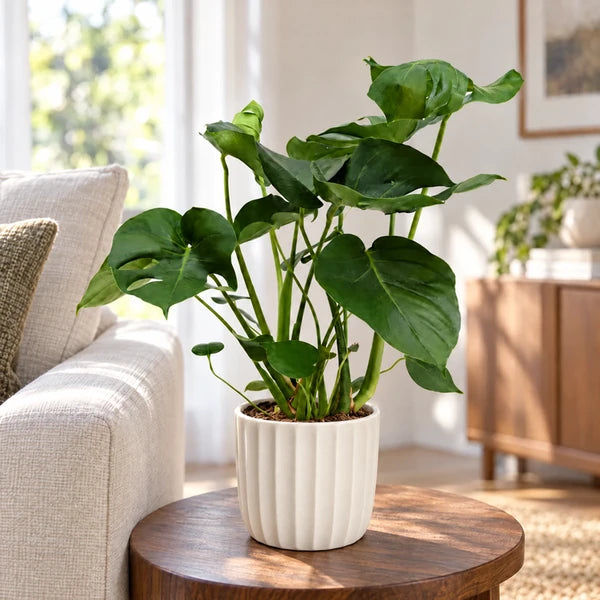 Monstera deliciosa in soggiorno con coprivaso decorativo avorio in ceramica, elemento di arredo non incluso
