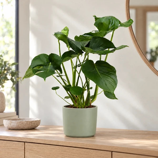 Monstera deliciosa all’ingresso con coprivaso decorativo verde salvia in ceramica, elemento di arredo non incluso