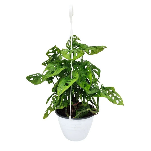 Monstera hoja de mono (Adansonii) BSK D.18 H.50