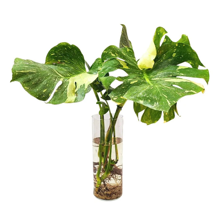 Monstera Thai Constellation in idrocoltura - Pianta con foglie variegate in vaso trasparente e radici visibili.