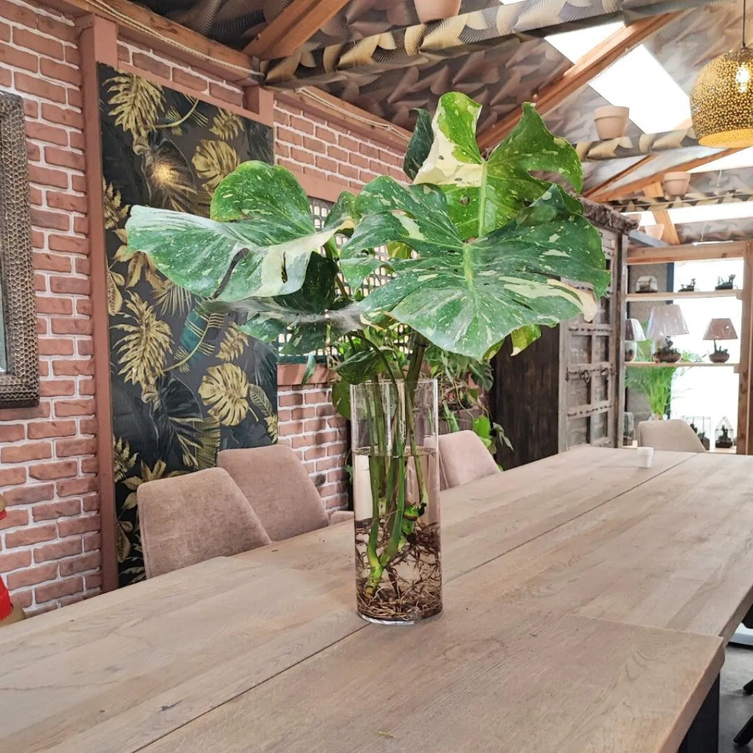 Monstera Thai Constellation decorativa - Vaso trasparente con pianta dalle foglie variegate posizionato su tavolo in legno.