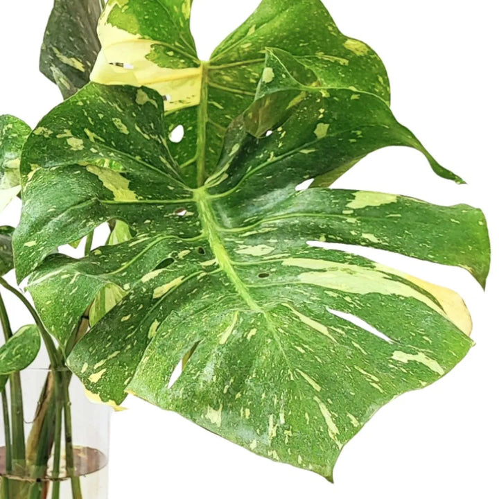 Monstera Thai Constellation - Dettaglio di una foglia variegata verde e crema con bordi irregolari.