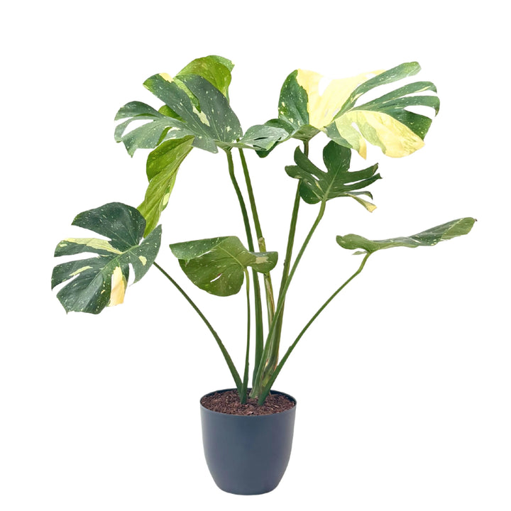Monstera Thai Constellation in vaso nero, pianta da interno dal fogliame esotico con variegature crema su fondo verde scuro. Ideale per ambienti moderni e luminosi.