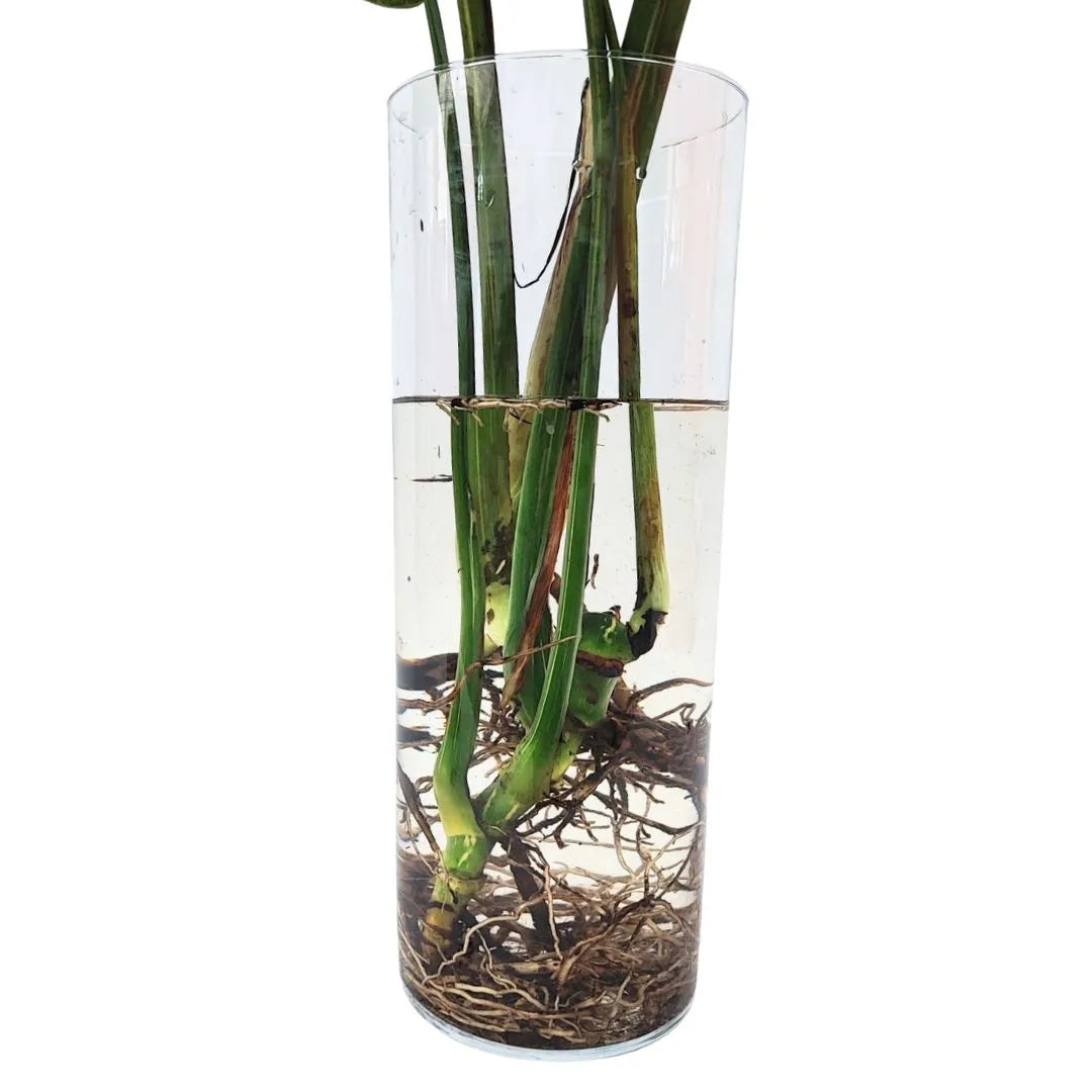 Monstera Thai Constellation radici - Primo piano delle radici immerse in acqua in vaso cilindrico trasparente.
