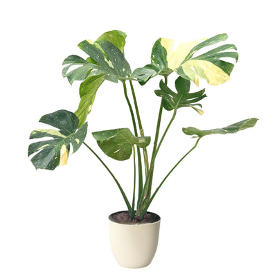 Monstera Thai constellation in vaso di plastica riciclata D. 20 cm H. 85 cm