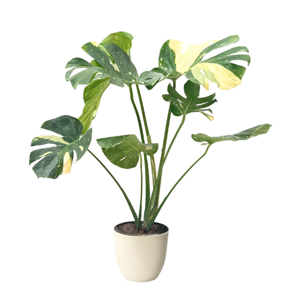 Monstera thaïlandaise constellation dans un pot en plastique recyclé D. 20 cm H. 85 cm