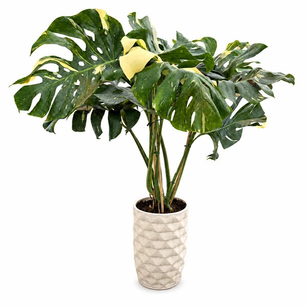 Monstera Thai Constellation in vaso ceramica Rua – 130 cm