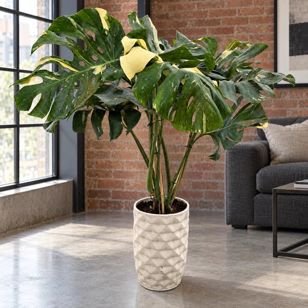 Monstera Thai Constellation in vaso Rua di ceramica chiara, in un loft con parete di mattoni e finestra nera.