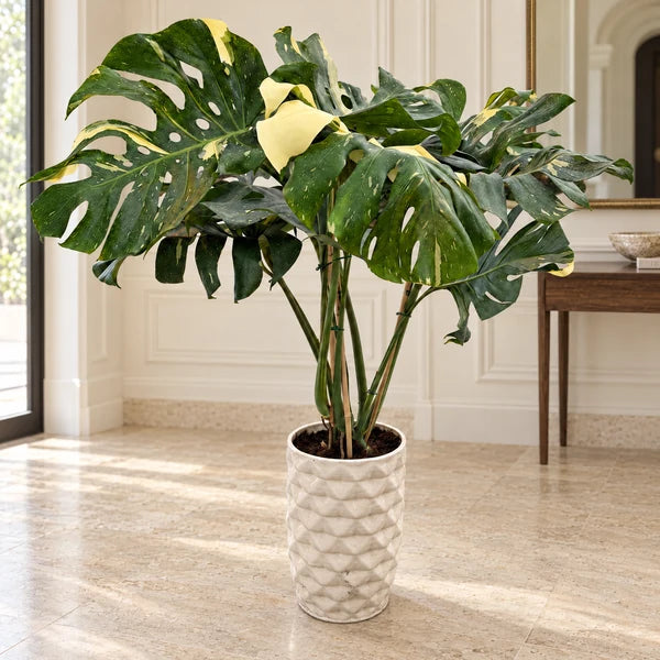 Monstera Thai Constellation in vaso Rua di ceramica chiara, in un ingresso con pavimento in pietra e consolle in legno.