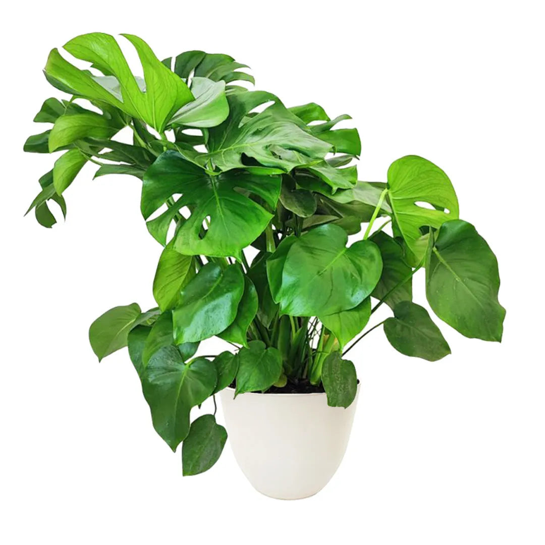 Monstera Deliciosa a cespuglio - pianta da interno in vaso bianco elegante