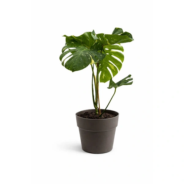 Monstera Thai Constellation in Andromeda pot D. 28 H. 100 CM