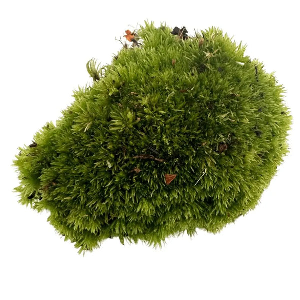 Véritable Mousse Leucobryum Glaucum - Paquet de 1 motte