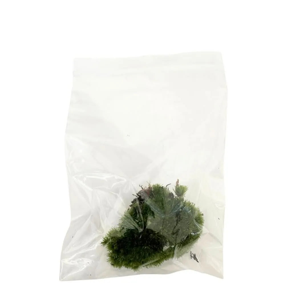Muschio vero per terrario - zolla di Leucobryum Glaucum in confezione