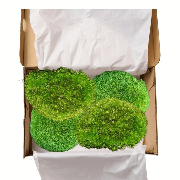 Real Moss Leucobryum Glaucum - Pack of 4 Tufts