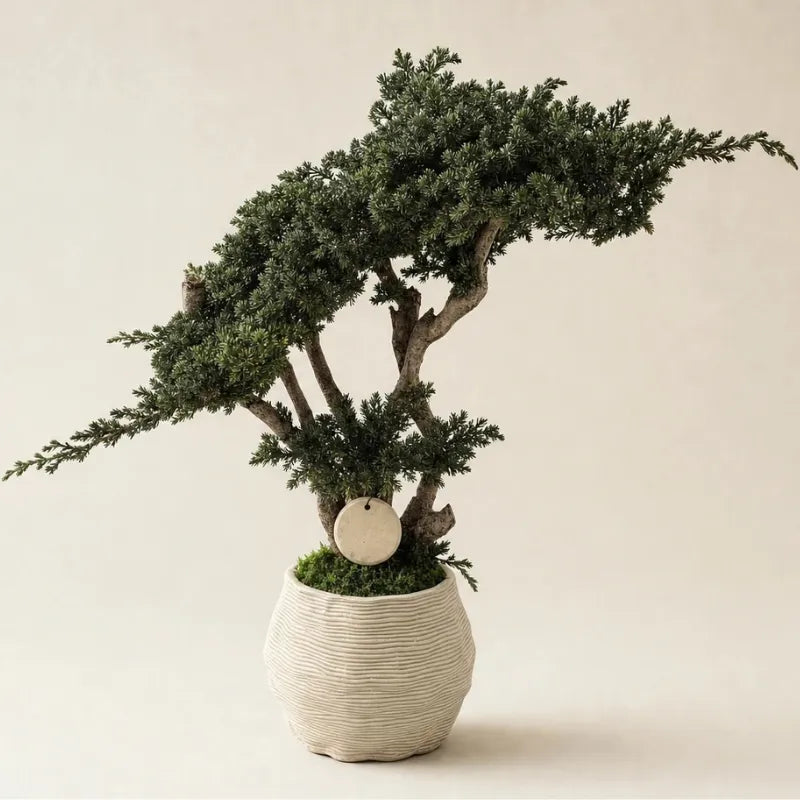Bonsai Kumori Nagi 50 cm in ginepro stabilizzato su sfondo bianco
