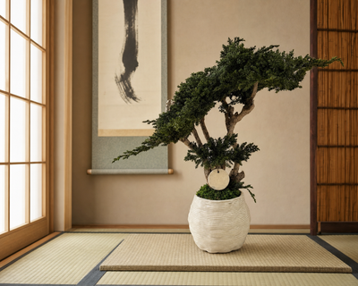 Bonsai Kumori Nagi 50 cm. Ginepro Stabilizzato