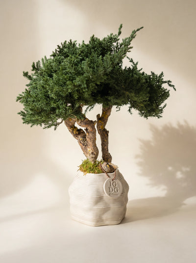 Kumori Nagi Bonsai 38 cm. Preserved Juniper