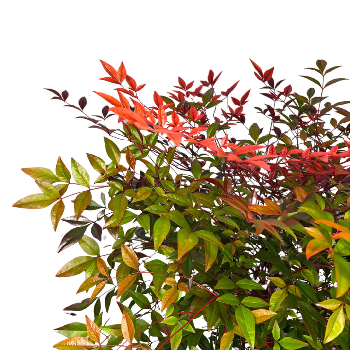 Nandina Domestica - dettaglio del fogliame cangiante in autunno con bacche rosse