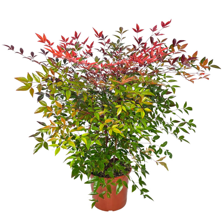Nandina Domestica in vaso - pianta ornamentale con fogliame rosso-arancio su sfondo chiaro
