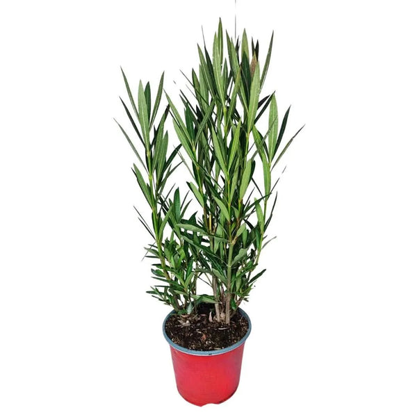 Oleander D.18 H.65 cm