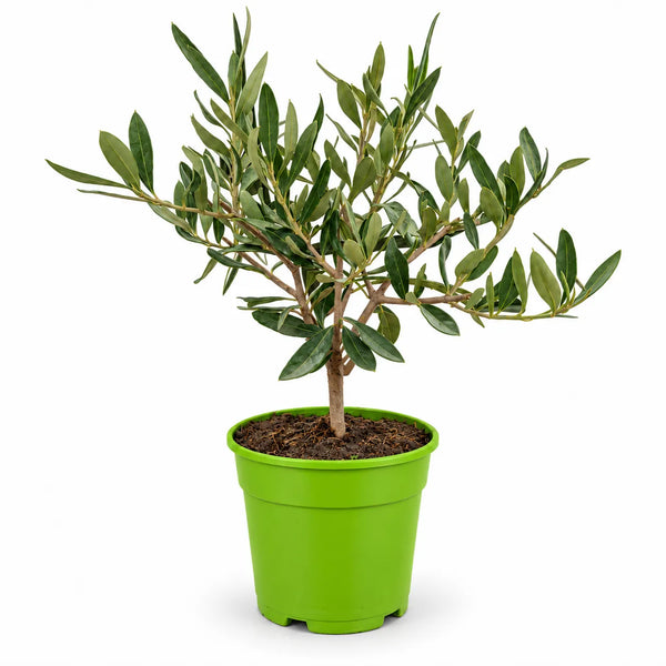 Olivo bonsai in vaso plastica 12 cm