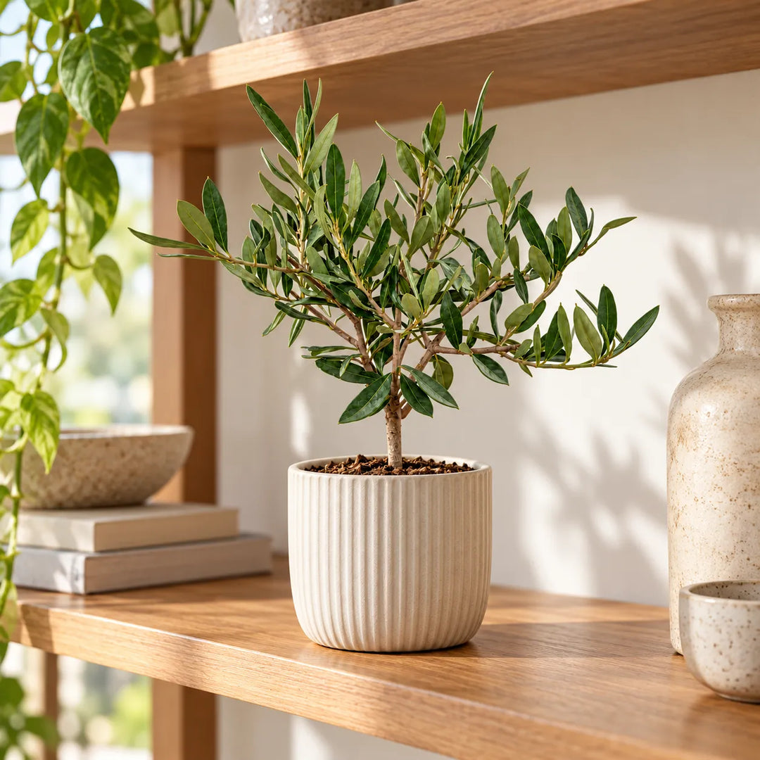 Olivo bonsai ambientato in un vaso decorativo in ceramica rigata su mensola in legno, accanto a vasi e libri